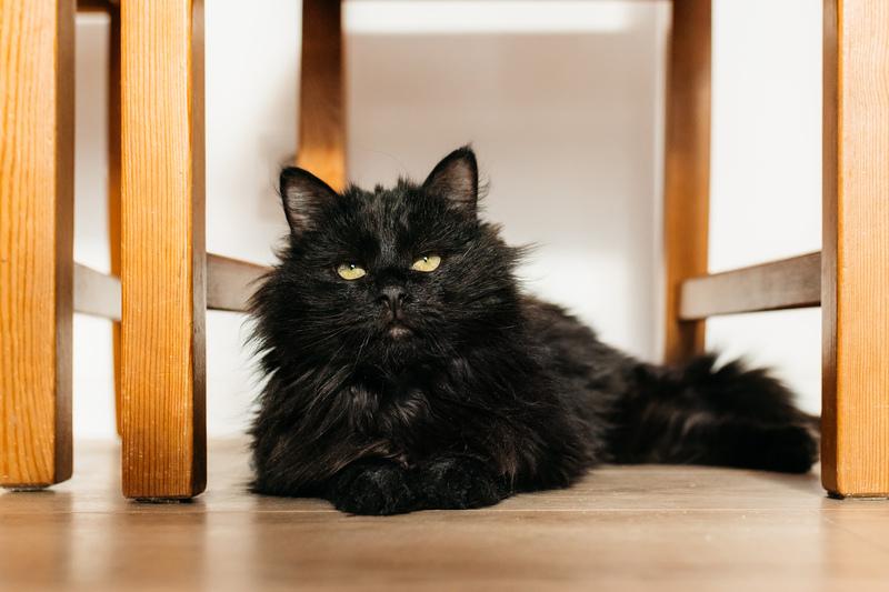Черный пушистый кот Гриша в добрые руки купить на Зозу.ру - фотография № 2