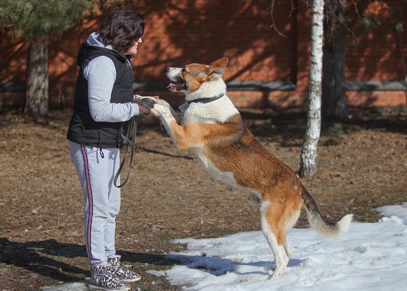 Умный и сильный пес Арон в добрые руки купить на Зозу.ру - фотография № 5