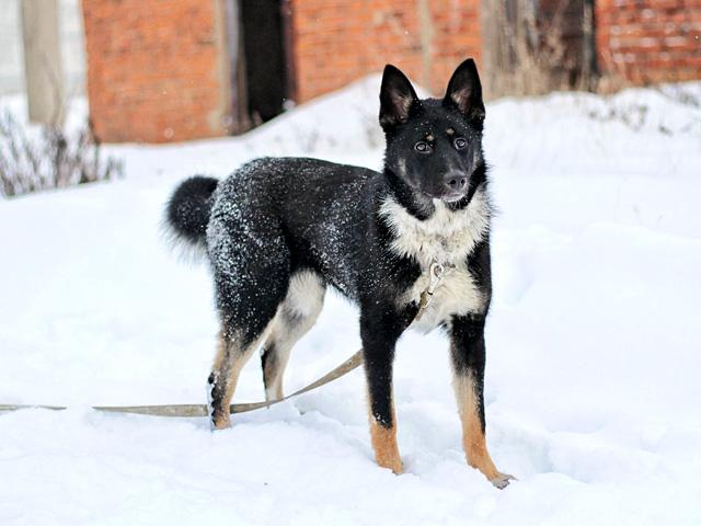 Самый лучший компаньон, молодая собака Бэлла в добрые руки купить на Зозу.ру - фотография № 1