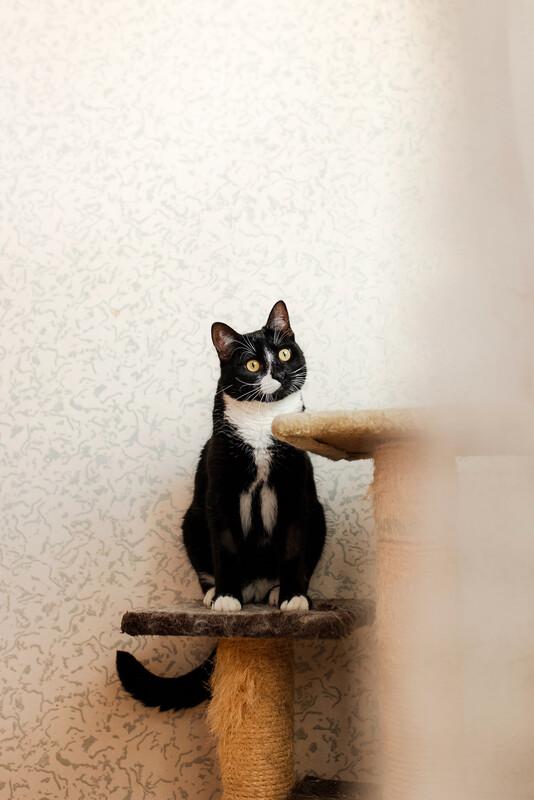 Роскошный маркизный кот Тоша в добрые руки купить на Зозу.ру - фотография № 4