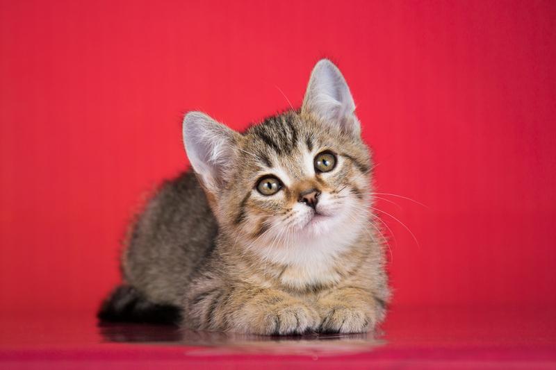 Очаровательный ручной котенок Чип в добрые руки купить на Зозу.ру - фотография № 1