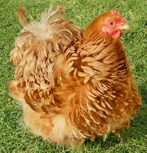 Инкубационное яйцо и цыплята куг,гусей,уток,цессарок купить на Зозу.ру - фотография № 6