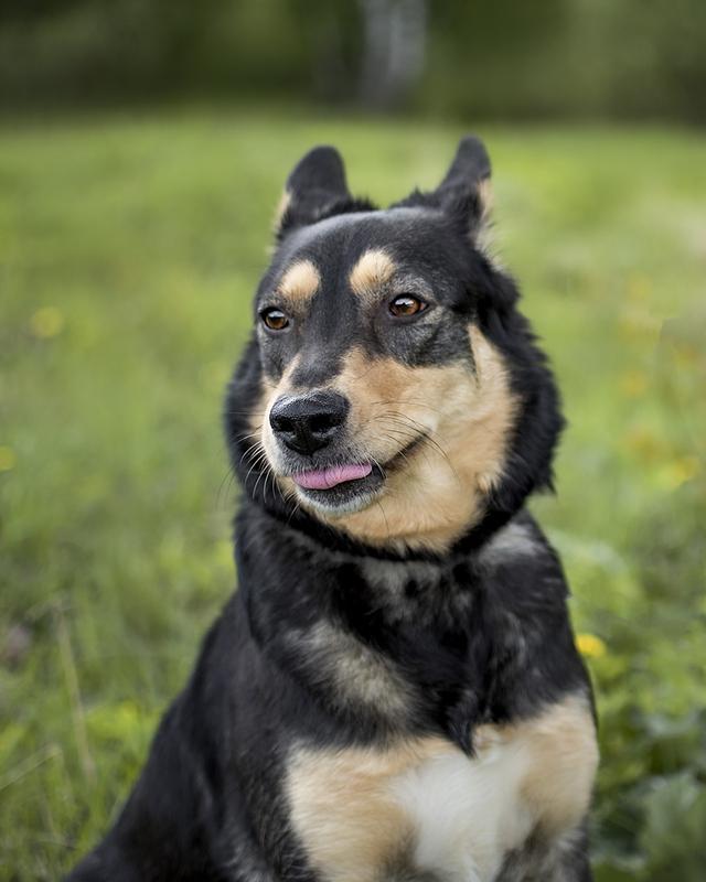 Трогательная собачка Дора с человеческим взглядом ищет семью купить на Зозу.ру - фотография № 4