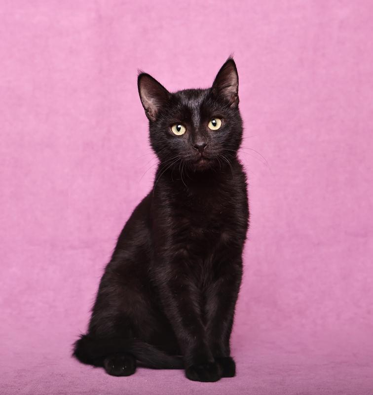 Котенок черный Степа в добрые руки купить на Зозу.ру - фотография № 1