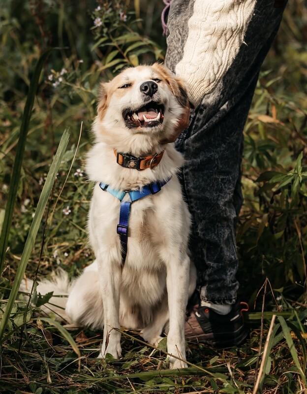 Пушистый белый красавец пёс Альф в дар купить на Зозу.ру - фотография № 9