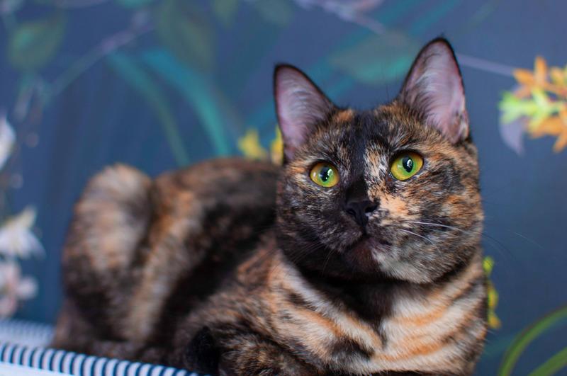 Трехцветная кошка Мисти с золотыми глазами на счастье купить на Зозу.ру - фотография № 2