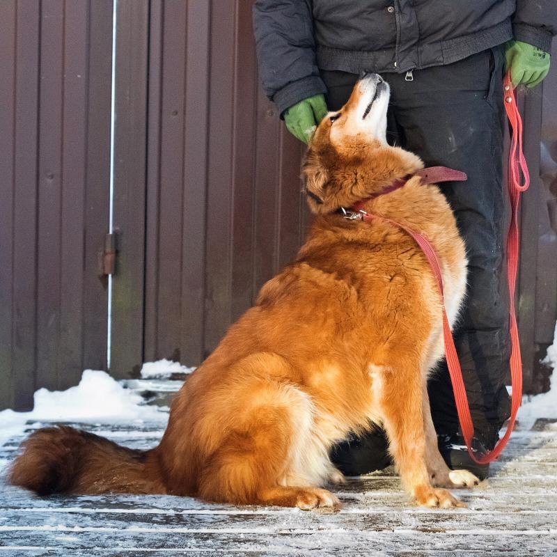 Рыжая пушистая собака-красавица Леди в добрые руки купить на Зозу.ру - фотография № 2