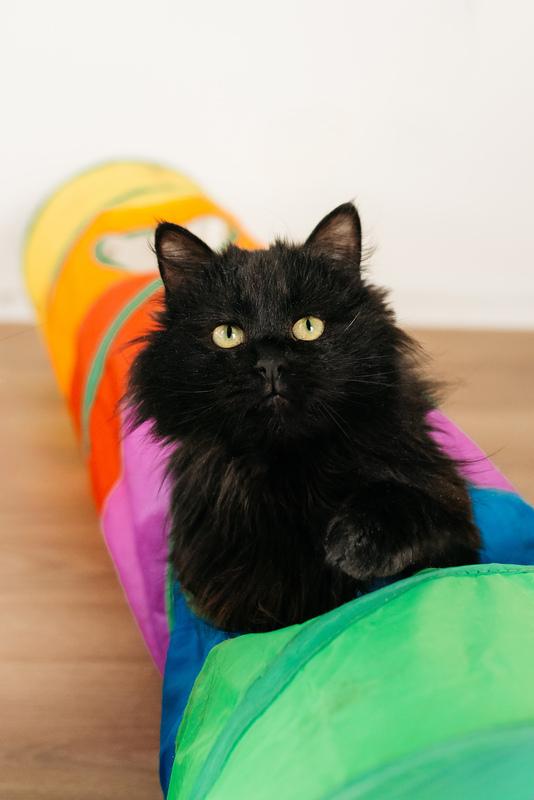 Черный пушистый кот Гриша в добрые руки купить на Зозу.ру - фотография № 1
