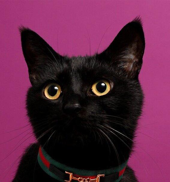 Черный котенок-подросток Гудини в дар купить на Зозу.ру - фотография № 1