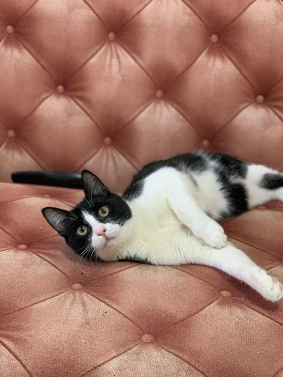 Молодой маркизный котенок Стёпка