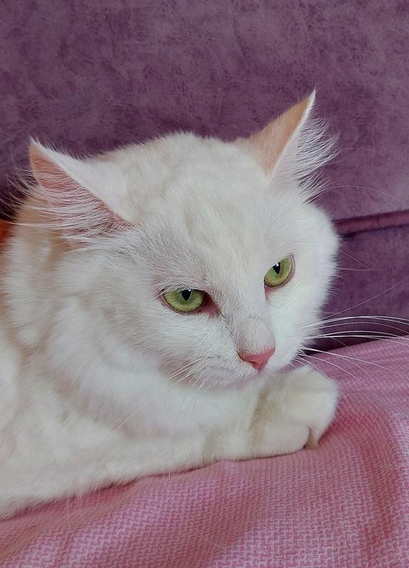 Роскошная белая ангорская пушистая кошка Жасмина купить на Зозу.ру - фотография № 2