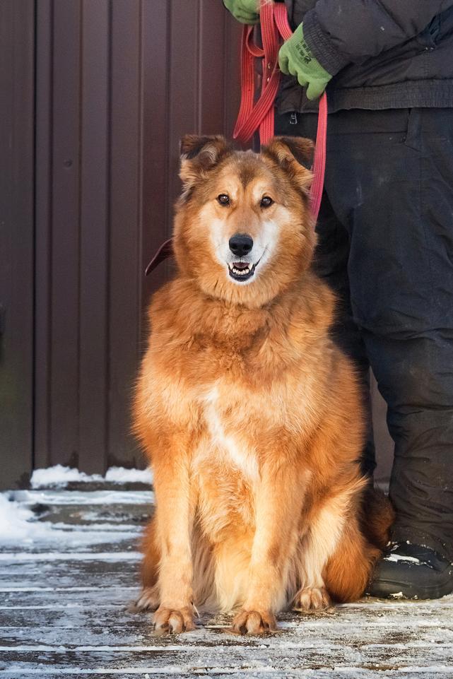 Рыжая пушистая собака-красавица Леди в добрые руки купить на Зозу.ру - фотография № 3
