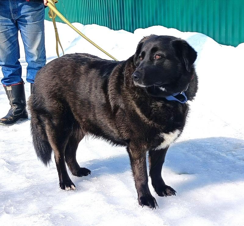Черная собачка Машенька в добрые руки купить на Зозу.ру - фотография № 3