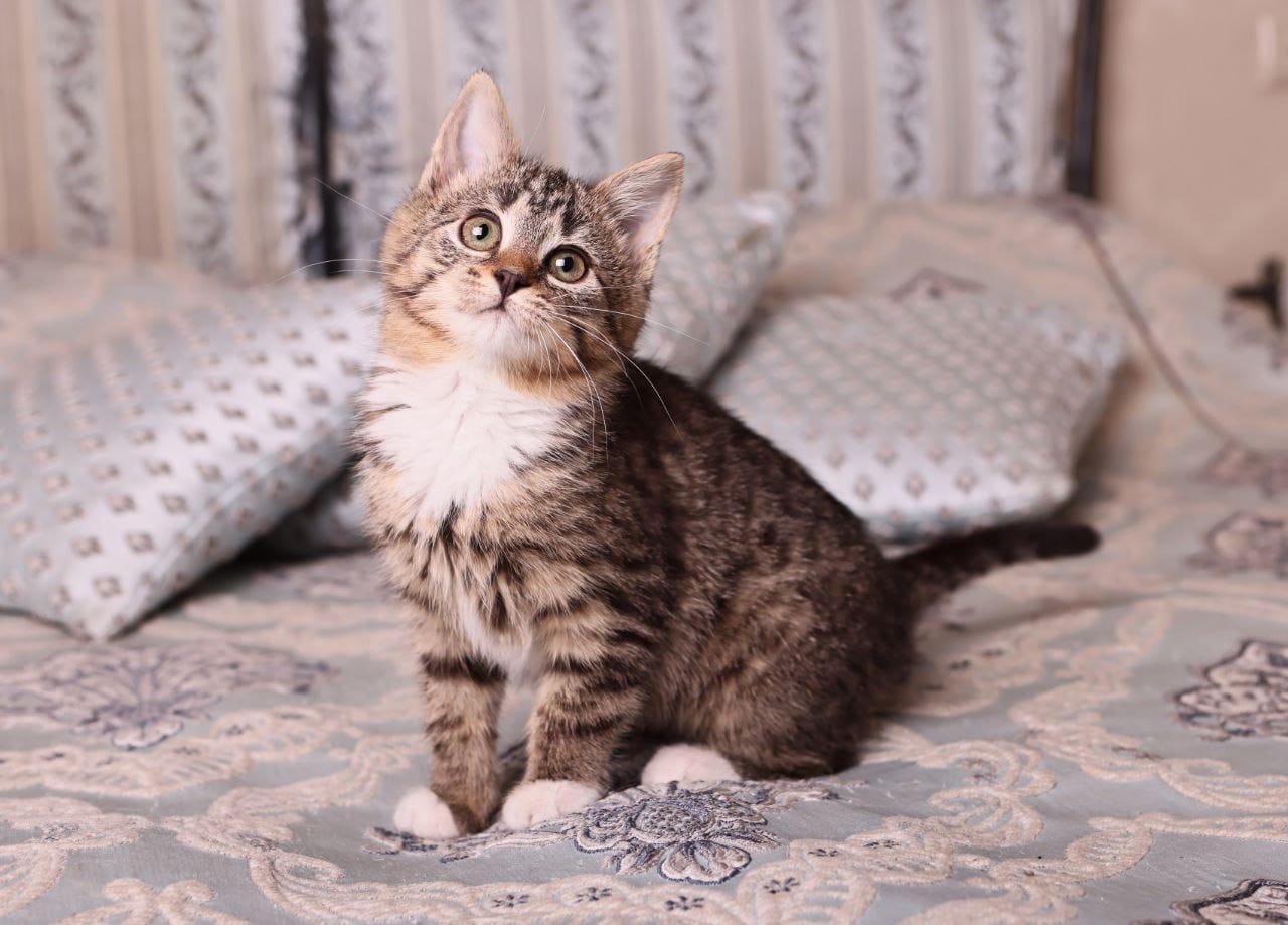 Полосатый котенок Малинка в добрые руки купить на Зозу.ру - фотография № 6