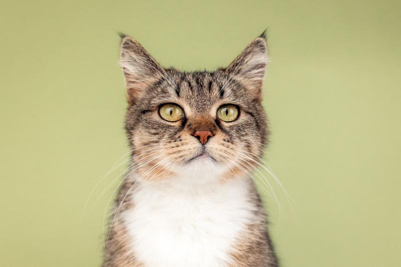 Красавица-кошка Яна с кисточками на ушках в добрые руки купить на Зозу.ру - фотография № 1